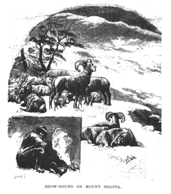 The Wild Sheep--1881. vist0017m